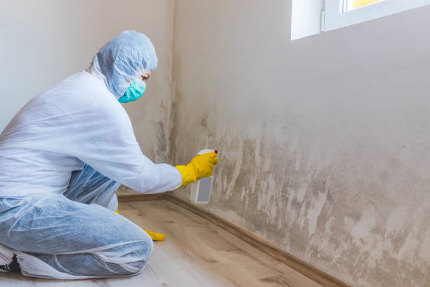 Licensed Commercial Mold Remediation service in South Boston, MA - WQB Mold Removal