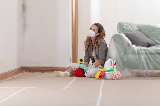 Reliable Commercial Mold Remediation contractor in South Boston, MA by WQB Mold Removal